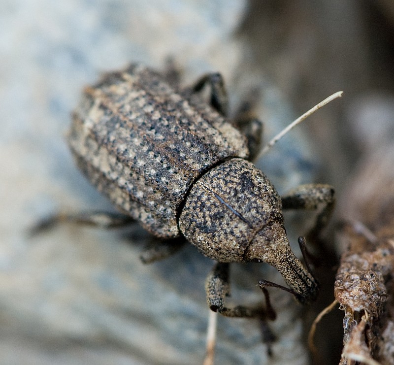 curculionidae