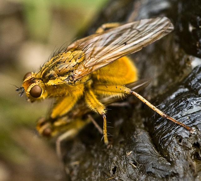 Scathophaga stercoraria M e F (Scathophagidae).