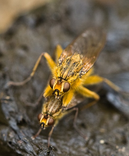 Scathophaga stercoraria M e F (Scathophagidae).