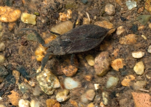 Nepidae: Nepa cinerea del novarese