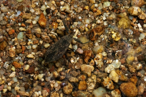 Nepidae: Nepa cinerea del novarese