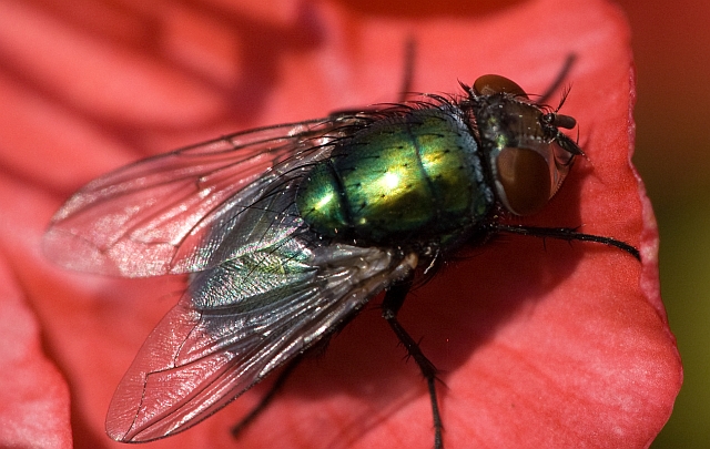 Lucilia sericata F ed accoppiamento di Scatophaga sp.