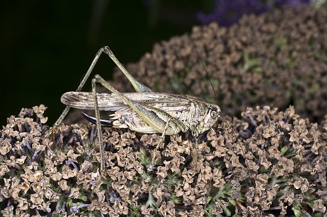 ensifero: Platycleis sp.