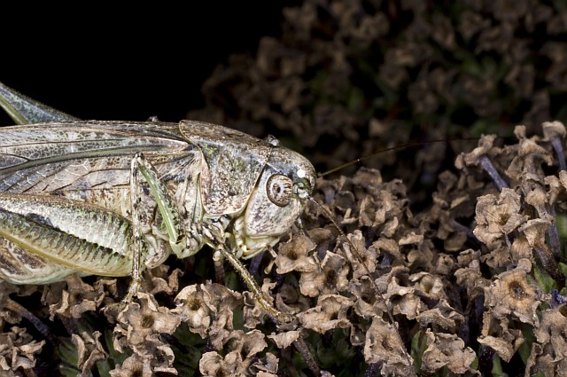 ensifero: Platycleis sp.