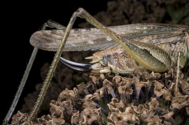 ensifero: Platycleis sp.