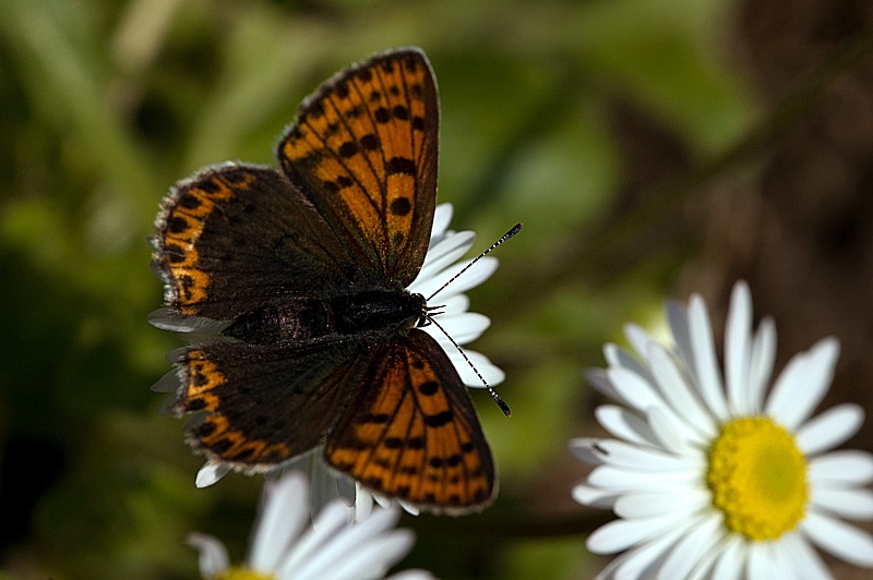 piccola ninfalide - No, Lycaena tityrus - Lycaenidae