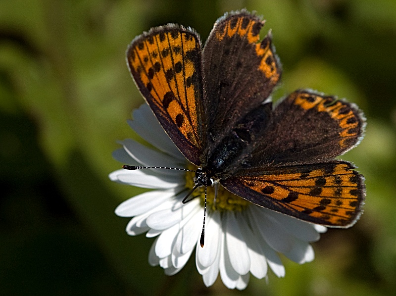 piccola ninfalide - No, Lycaena tityrus - Lycaenidae