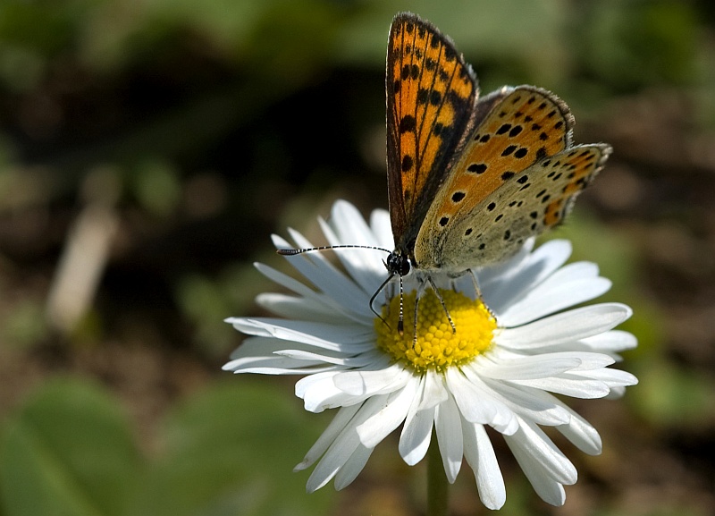 piccola ninfalide - No, Lycaena tityrus - Lycaenidae