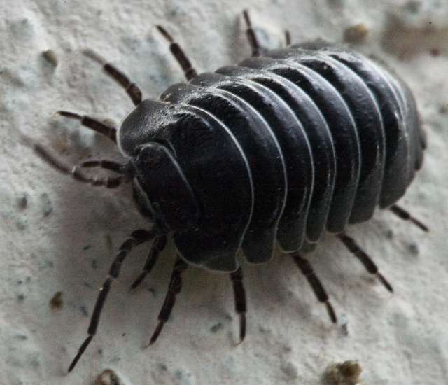 Armadillidium sp.