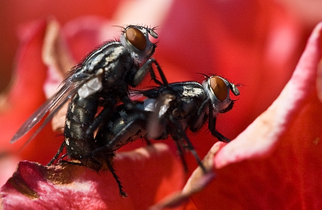 Lucilia sericata F ed accoppiamento di Scatophaga sp.