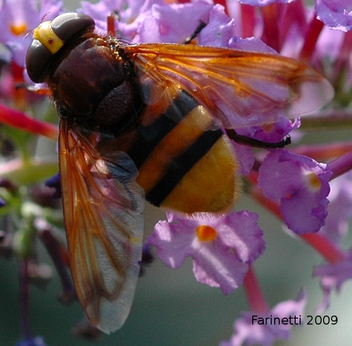 Volucella zonaria F (Syrphidae)