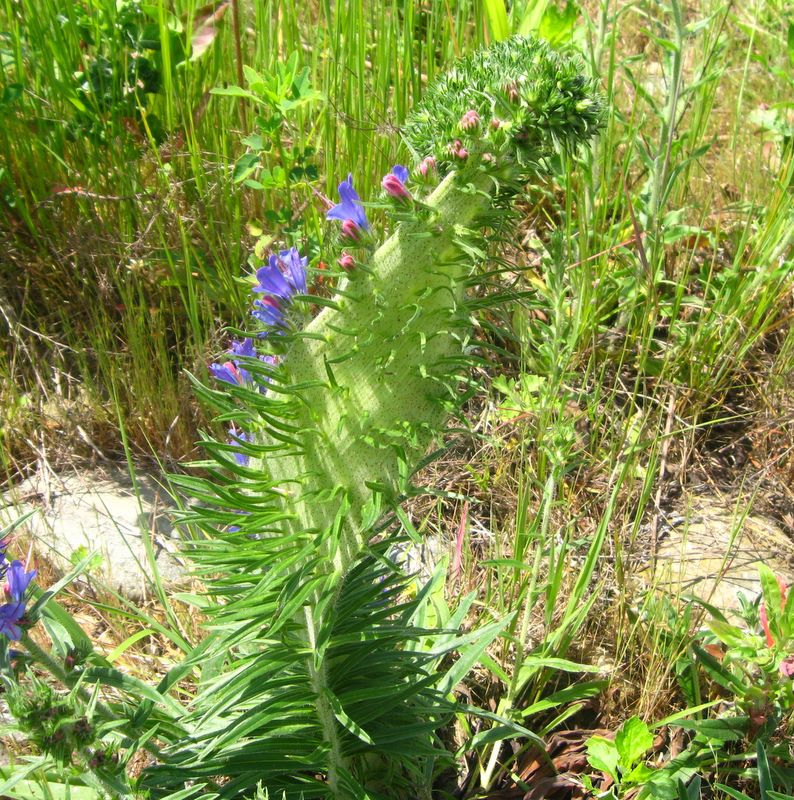 erba viperina - Fasciazione di Echium sp.