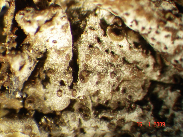 fungo lichenicolo o lichene?