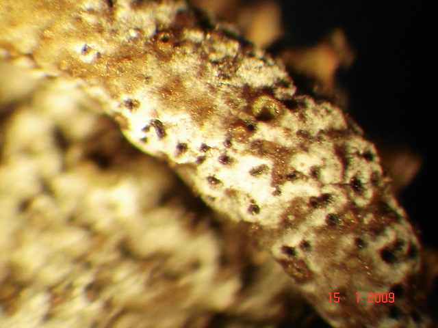 fungo lichenicolo o lichene?