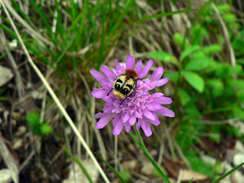 Trichius fasciatus