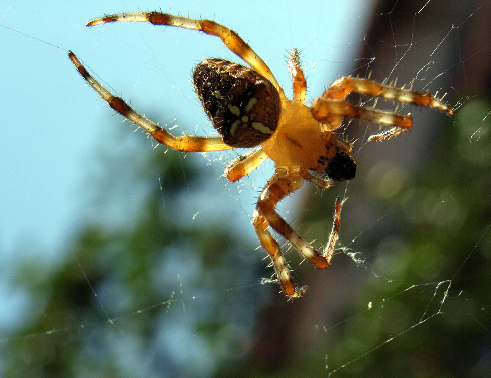 Araneus diadematus