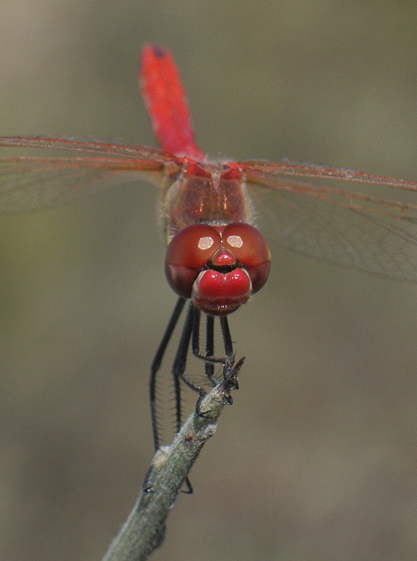 lbellule varie