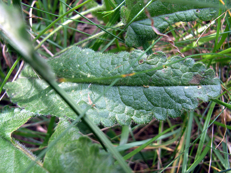Stachys officinalis