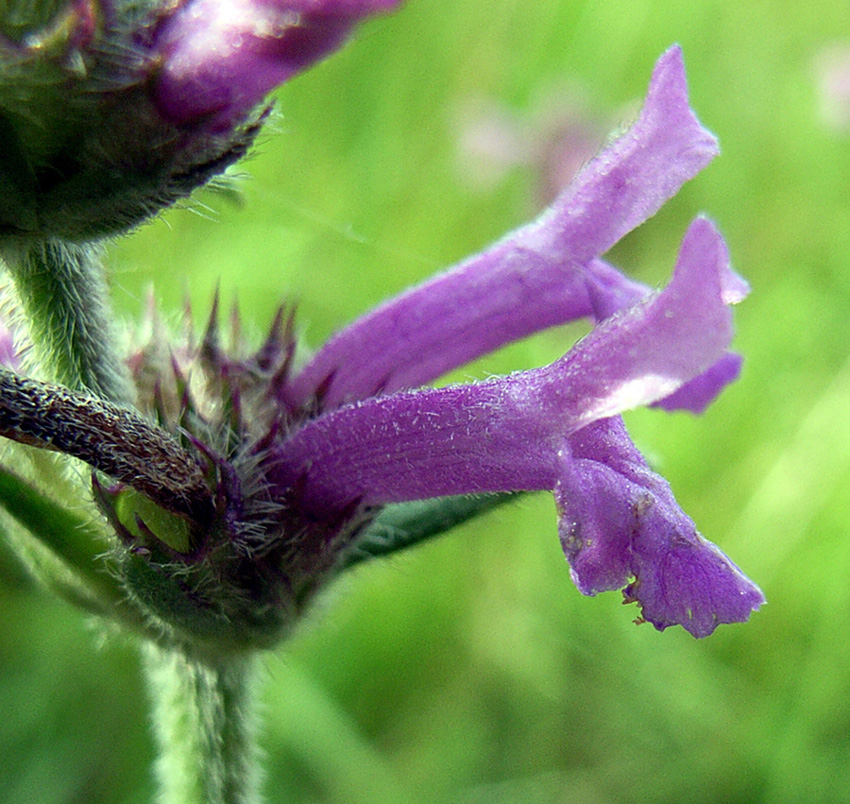 Stachys officinalis