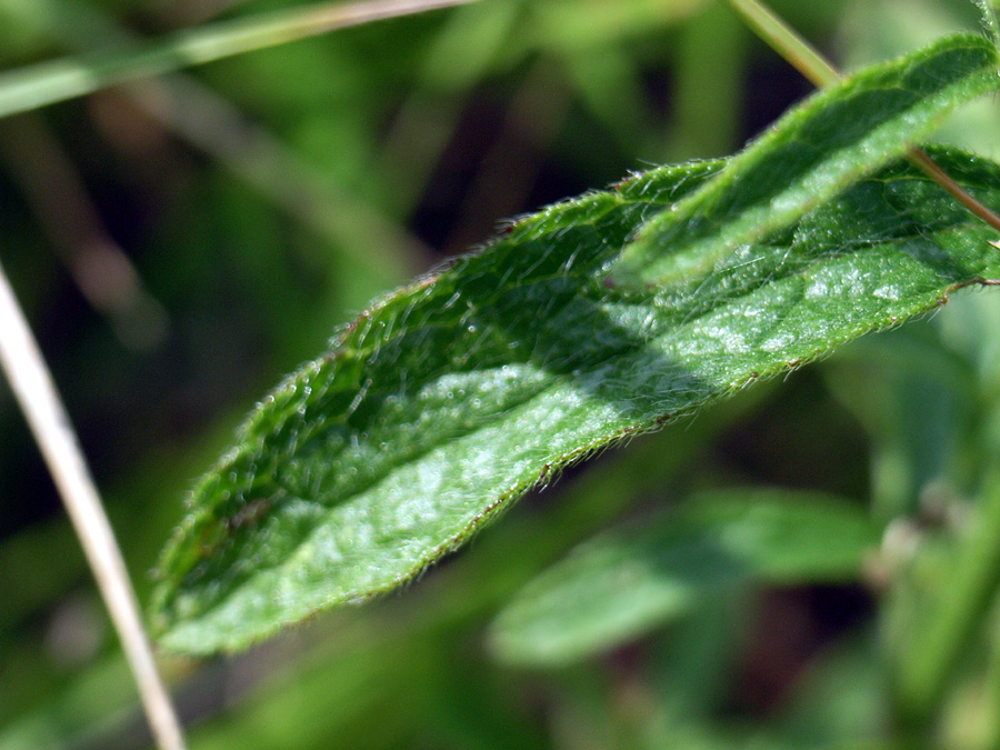 Stachys recta subsp. subcrenata