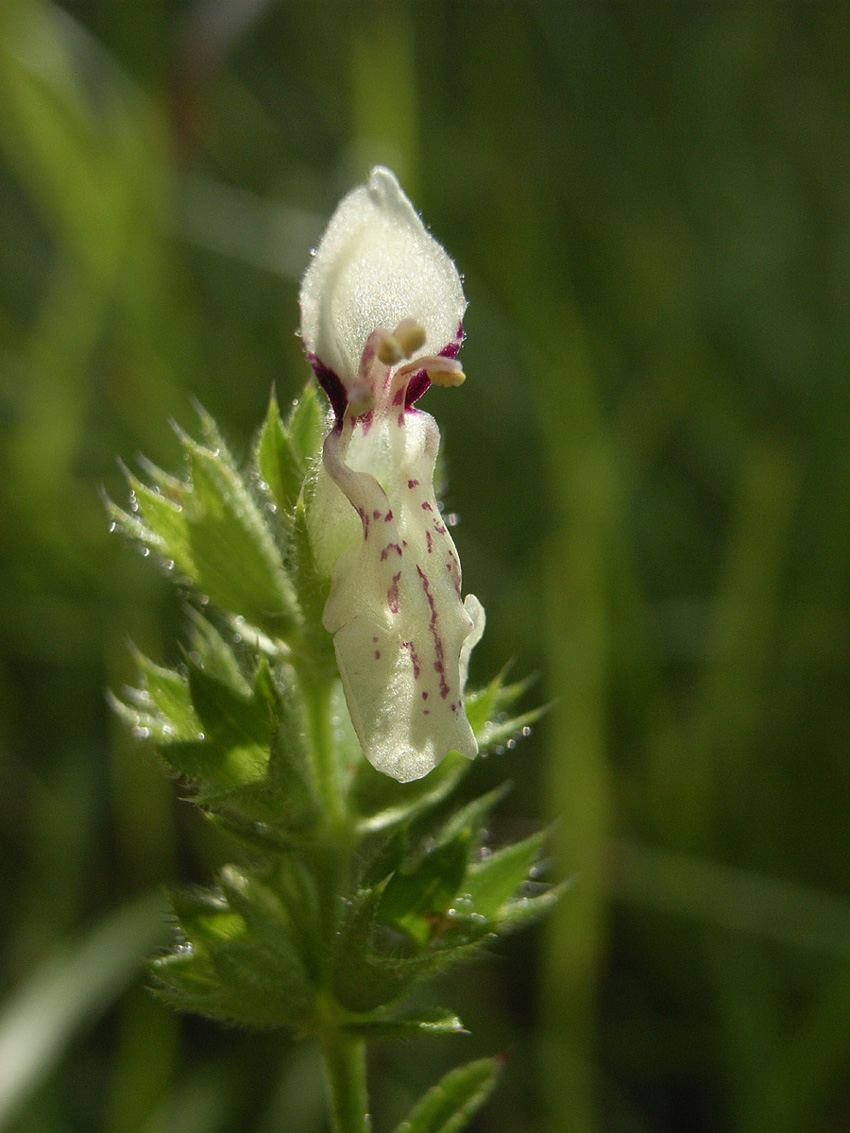 Stachys recta subsp. subcrenata