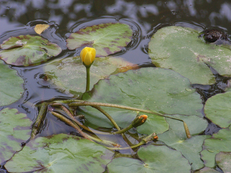 Nymphoides peltata / Limnantemio