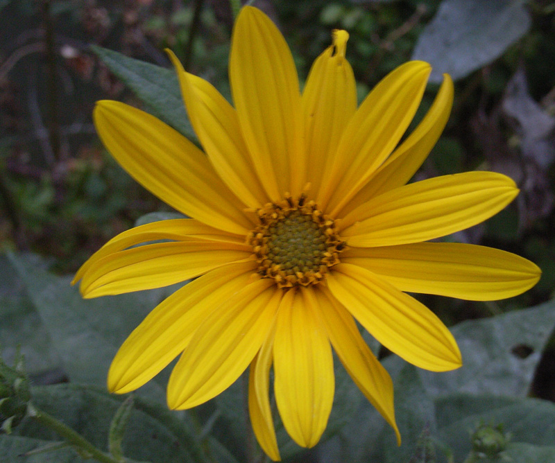 Helianthus tuberosus