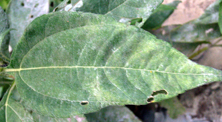 Helianthus tuberosus