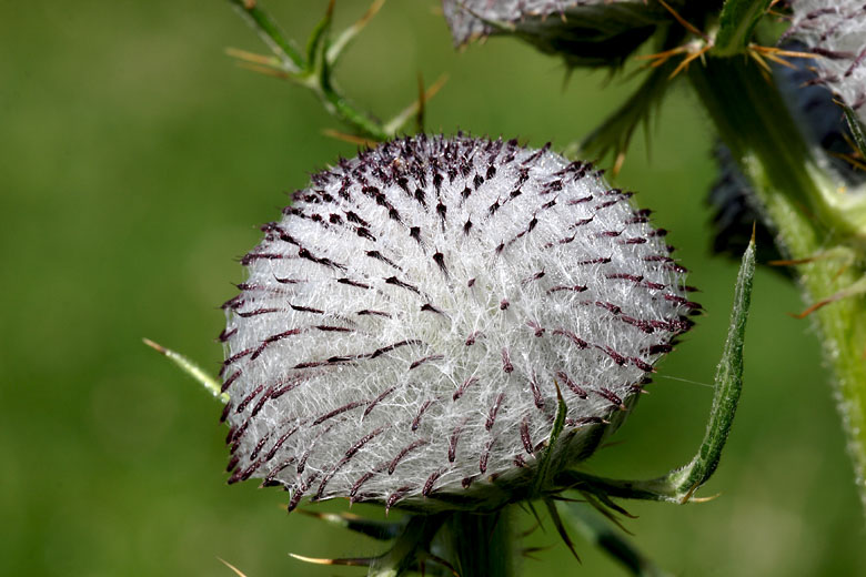 Terellia (Terellia) longicauda (Tephritidae).