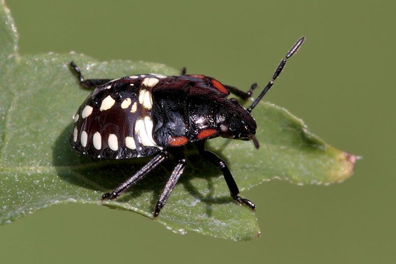 Nezara viridula