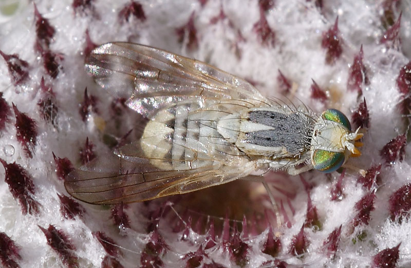 Terellia (Terellia) longicauda (Tephritidae).