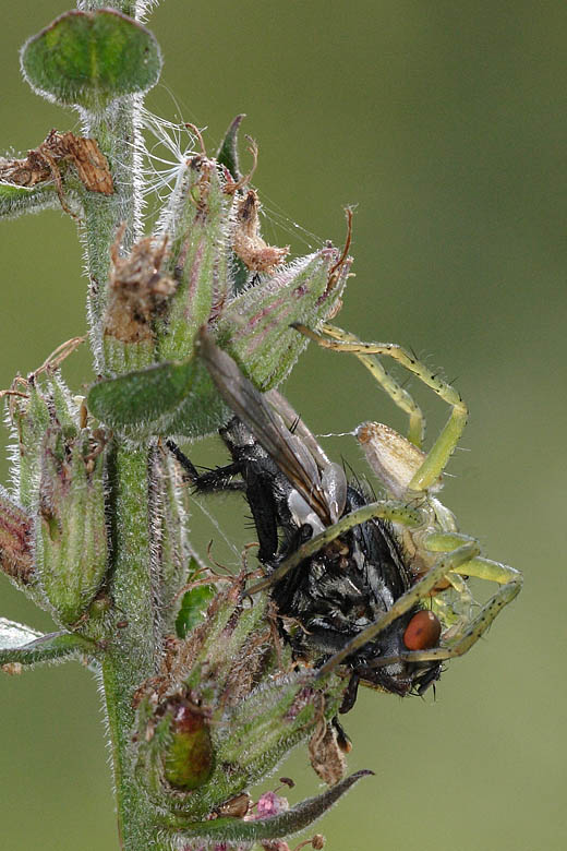 Predazione di una mosca - Dolomedes sp.