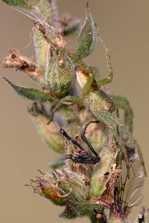 Predazione di una mosca - Dolomedes sp.