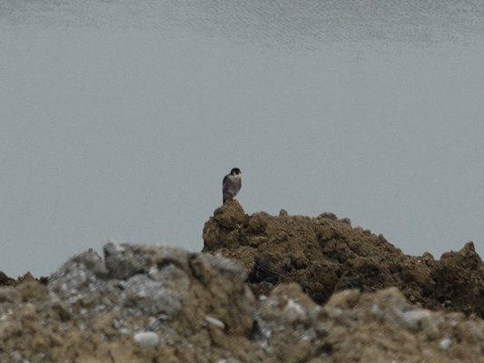 Falco Pellegrino ed identificazione