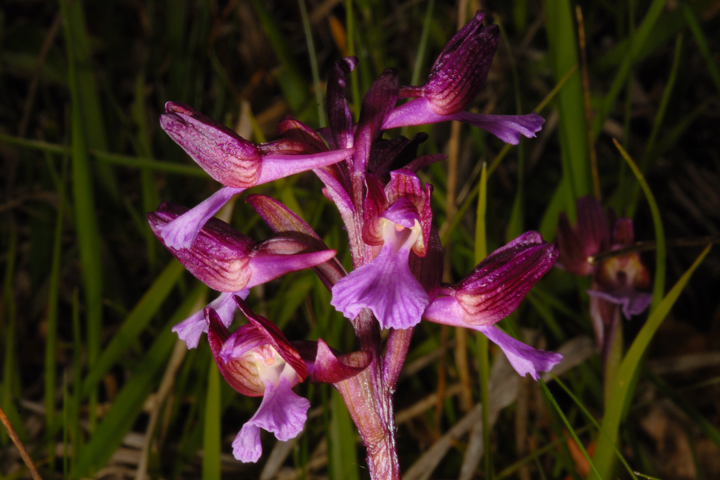 Orchis papilionacea