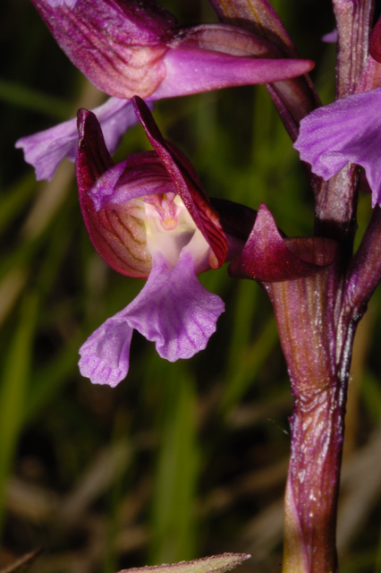 Orchis papilionacea