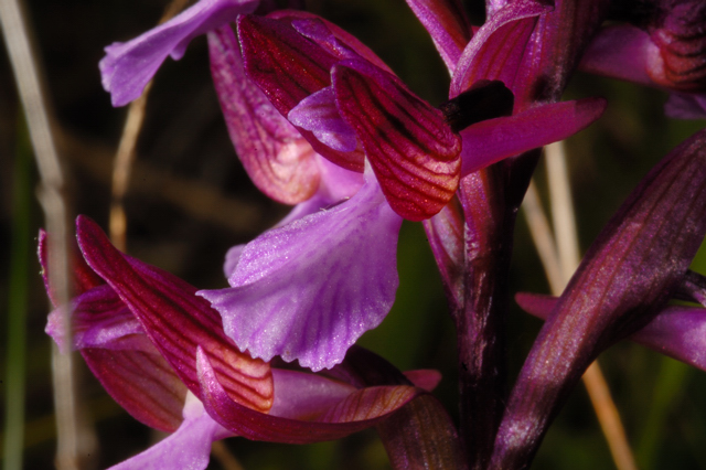 Orchis papilionacea