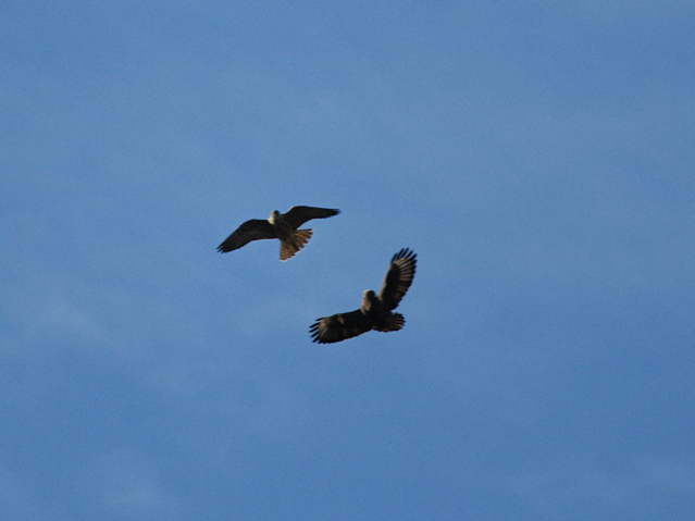 Falco Pellegrino ed identificazione