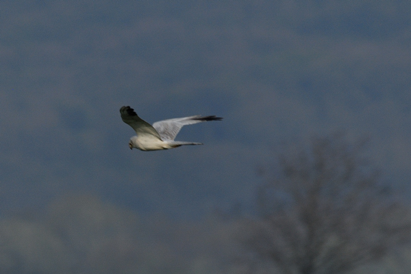albanella pallida ??