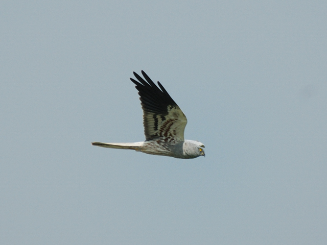 Albanella minore (maschio)