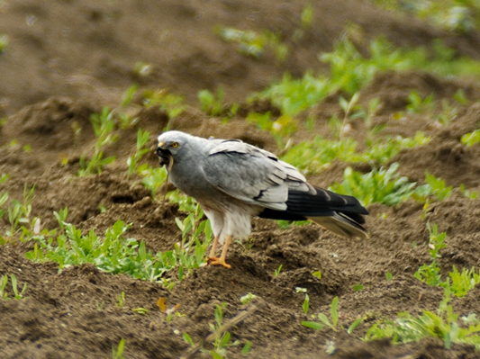 Albanella minore (maschio)