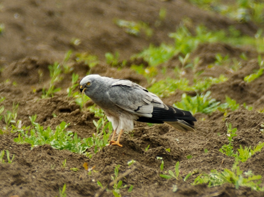 Albanella minore (maschio)