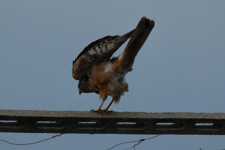 conferma id albanella giovane/femmina:pallida?