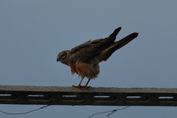 conferma id albanella giovane/femmina:pallida?