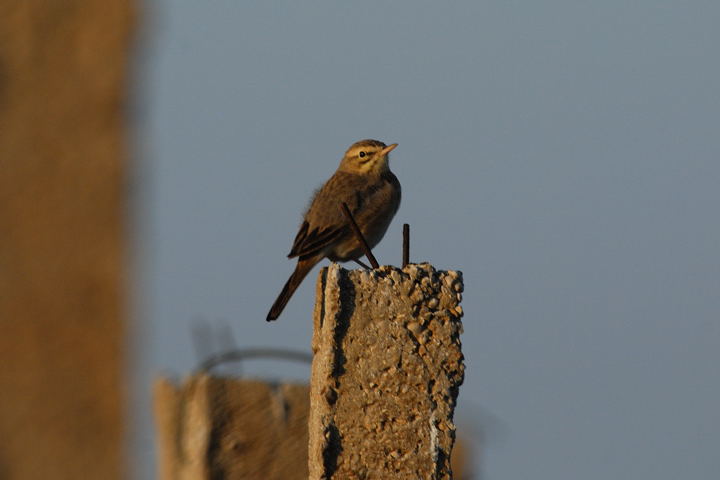 help id passeriforme