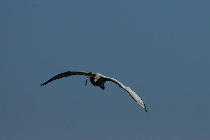 ibis sacro