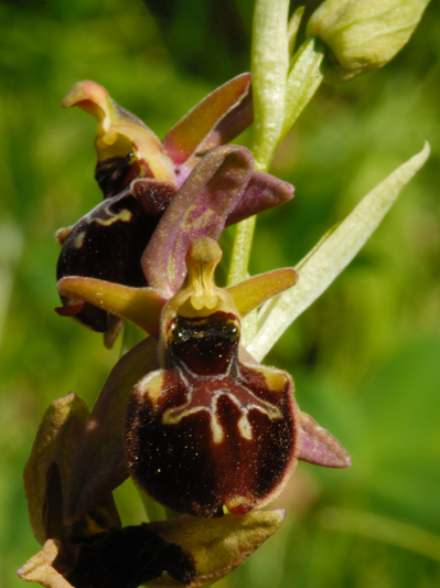 ophrys .... ???