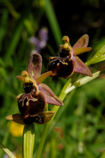 ophrys .... ???