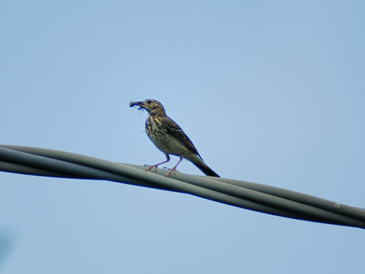 help id passeriformi