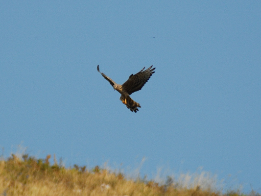 identificazione rapace